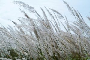 Close-up of tall reed grass gently swaying in the outdoor breeze under a clear sky.