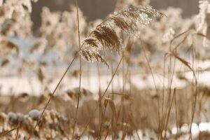 Tranquil view of pampas grass by the water during a winter sunset, with a blurred background for depth.